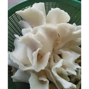 স্বাস্থ্যকর জীবনের জন্য তাজা মাশরুম